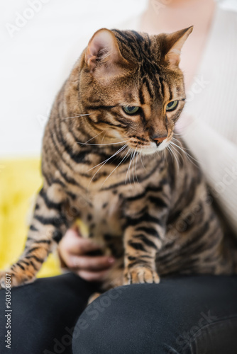 Cropped view of blurred woman holding furry bengal cat at home.