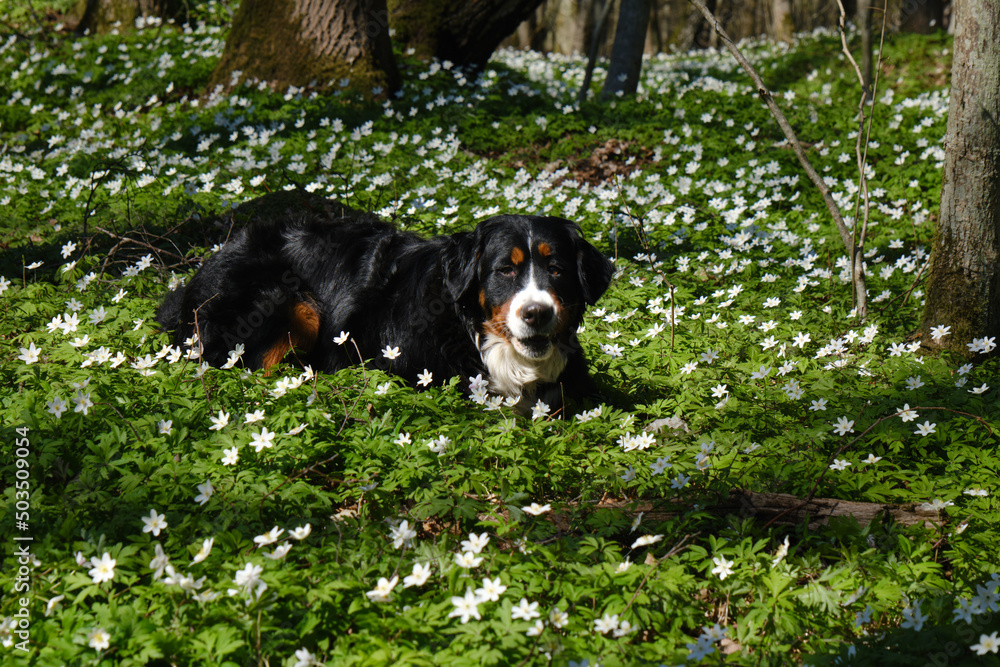 dog in spring flowers