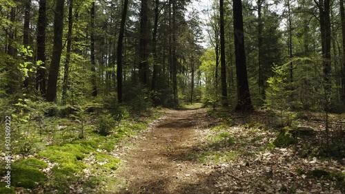 forest trees path green aerial drone shot
