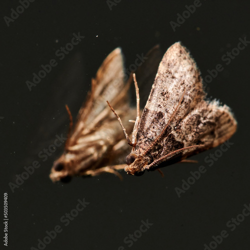 Close up view of a moth