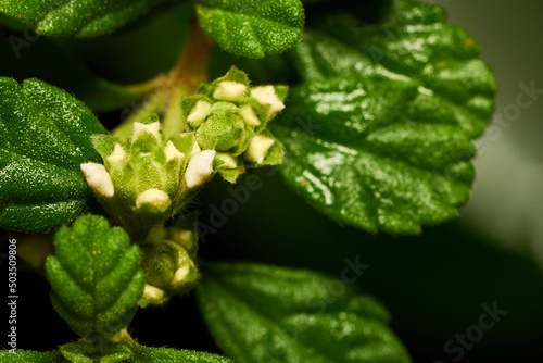 Close up view of a plant