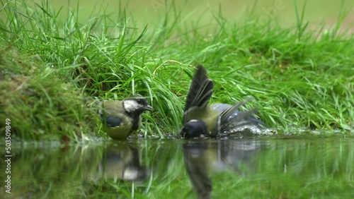 Pair of Great Tits fluttering wings while bathing near edge of pond in lush park