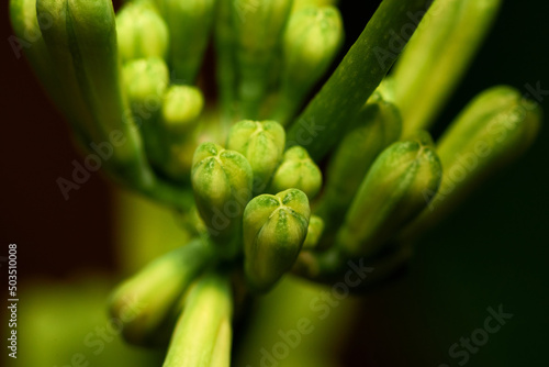 Close up view of a plant