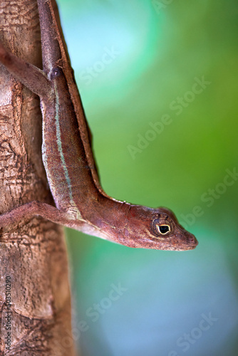 Close up view of a lizard