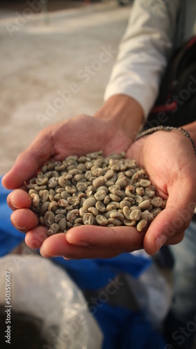 potrait handheld coffee beans, which are dry and ready to be packaged.
