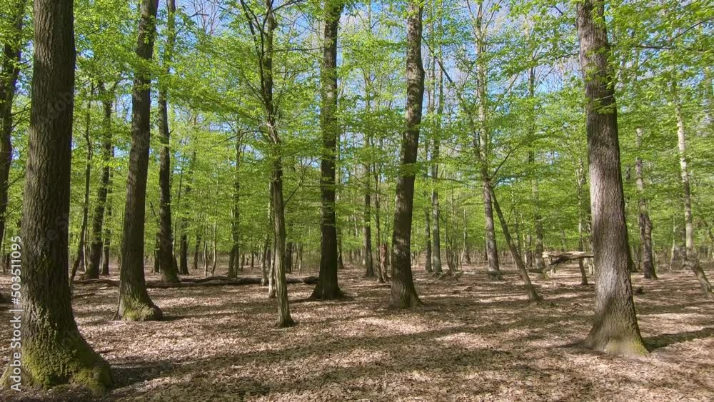 Springtime in a sessile oak (Quercus petraea) forest in Hungary Springtime in a sessile oak (Quercus petraea) forest in Hungary