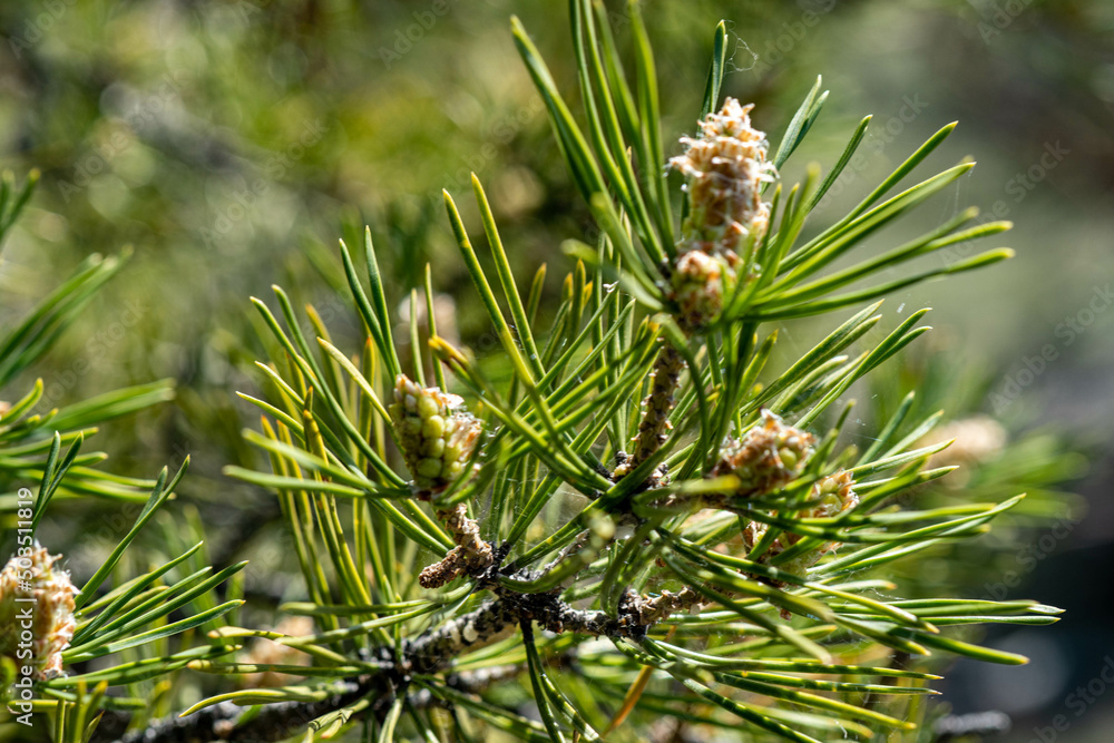 close up of pine needles close up of pine needles