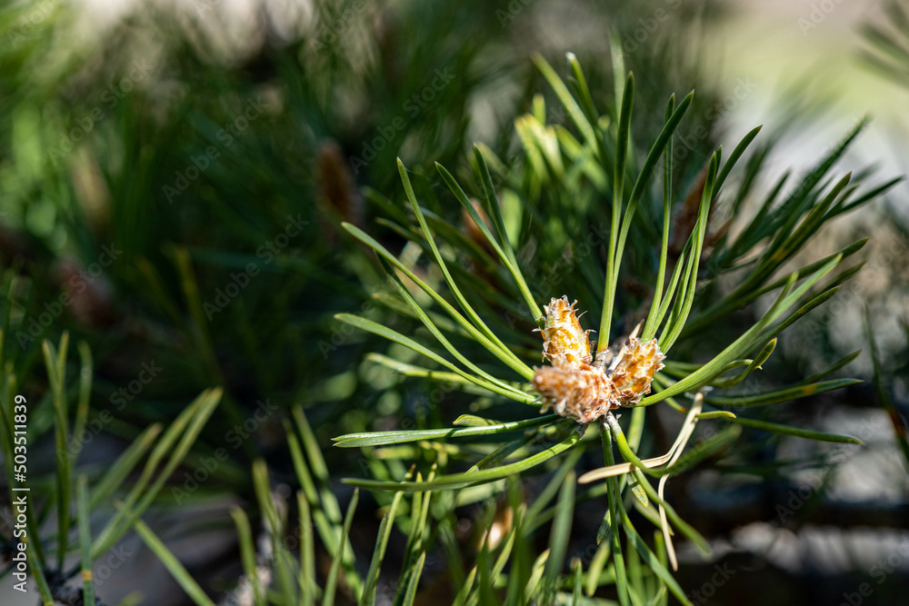 close up of pine needles close up of pine needles