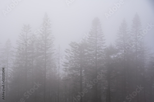 Beautiful dramatic atmospheric landscape image of foggy Autumn Fall forest at dawn © veneratio