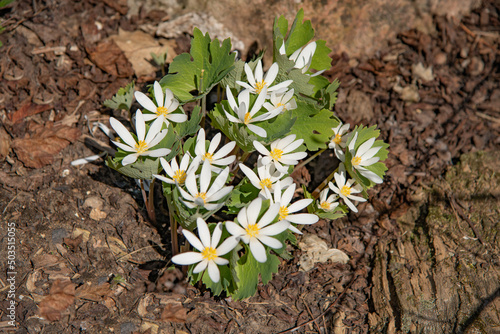 Sanguinaria Canadensis Bloodroot White Flower with a Yellow Center photo