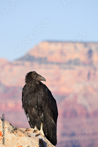 Juvenile California Condor