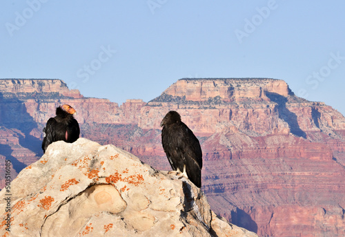 California Condors at Grand Canyon National Park photo