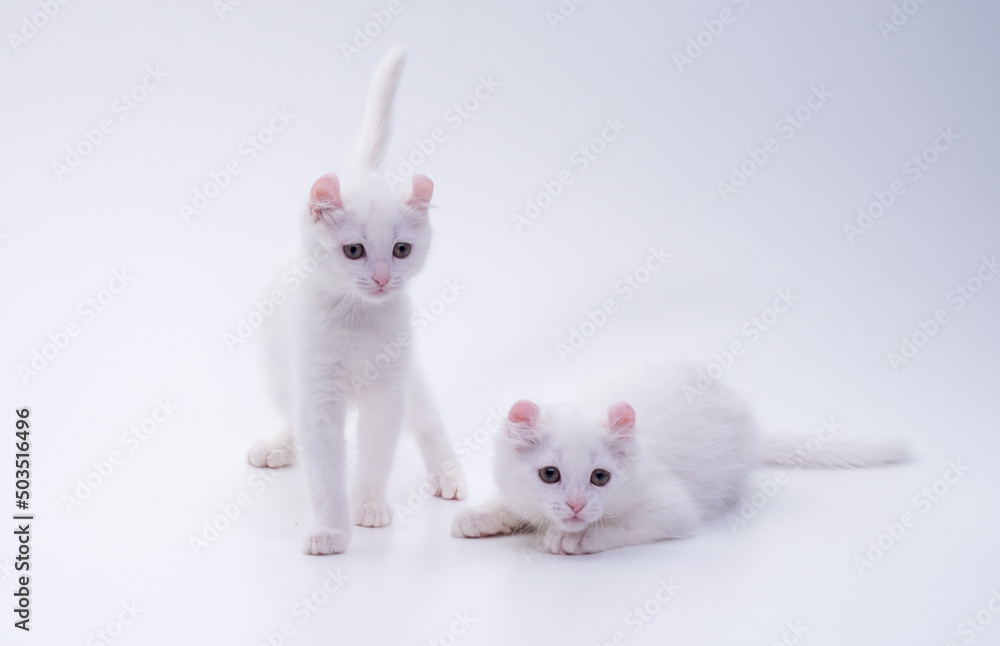 Two snow white kittens of the American Curl breed are playing on a white background in the studio. Front view