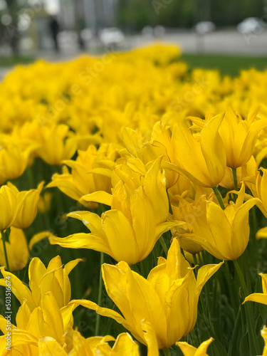 yellow flowers tulips 
