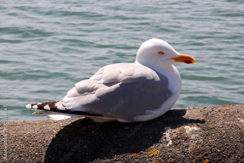 Fototapeta premium seagull on a rock
