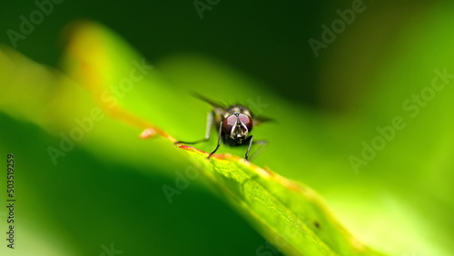 Fly on a leaf in a field in Cotacachi, Ecuador © Angela