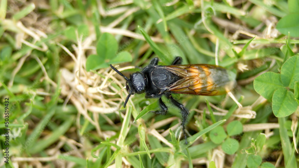 Wasp in the grass in a field in Cotacachi, Ecuador