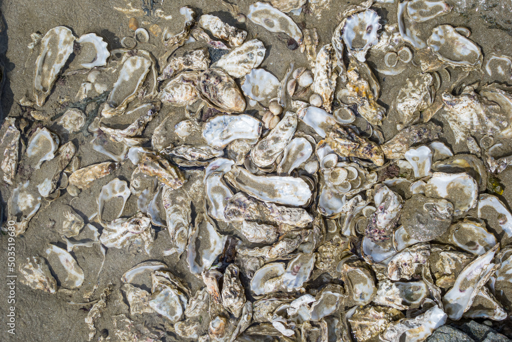 coquilles d'huitres sur la plage coquilles d'huitres sur la plage