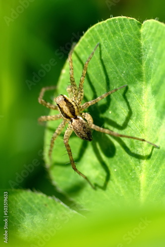 Small wolf spider on a leaf in a field in Cotacachi, Ecuador