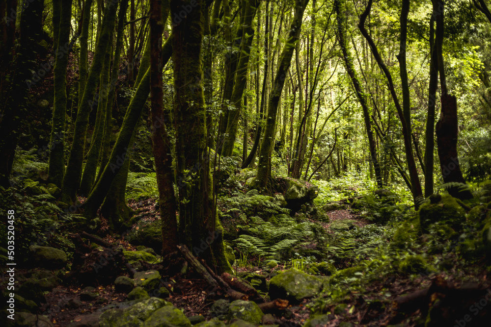 Naklejka premium forest in the morning