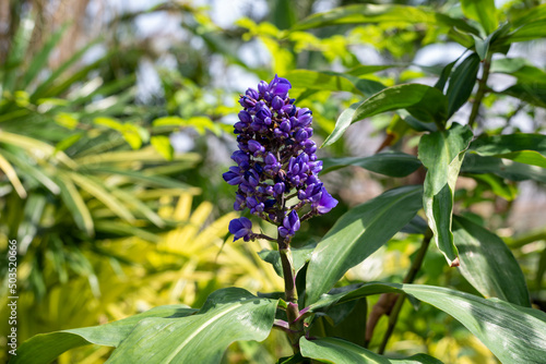 Closeup of purple tropical flower growing in a greenhouse