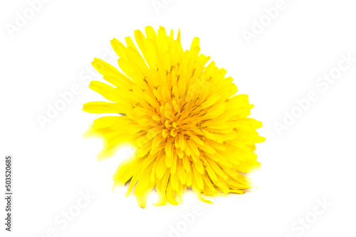 Taraxacum officinale - Beautiful Yellow Dandelion Flower Isolated on White Background