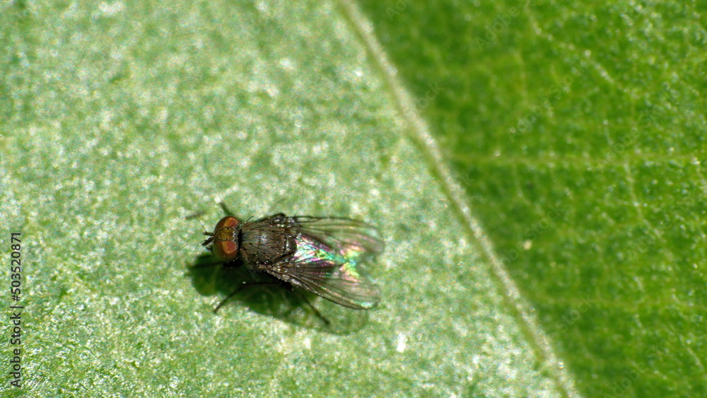 Fototapeta premium Fly on a leaf in a field in Cotacachi, Ecuador