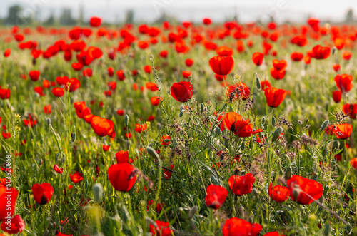 Poppy field. Spring flowering poppies. Selective focus.