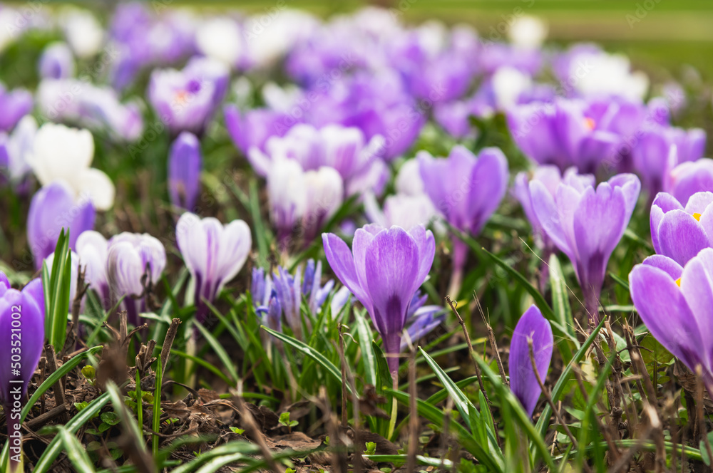 Blooming crocuses on a spring day. Selective focus.