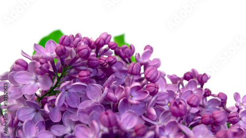 Spring flower  twig purple lilac. Syringa vulgaris. Close up of lilac flowers isolated on white background