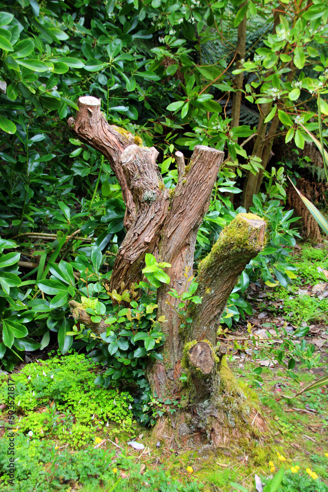 twisted tree trunk twisted tree trunk