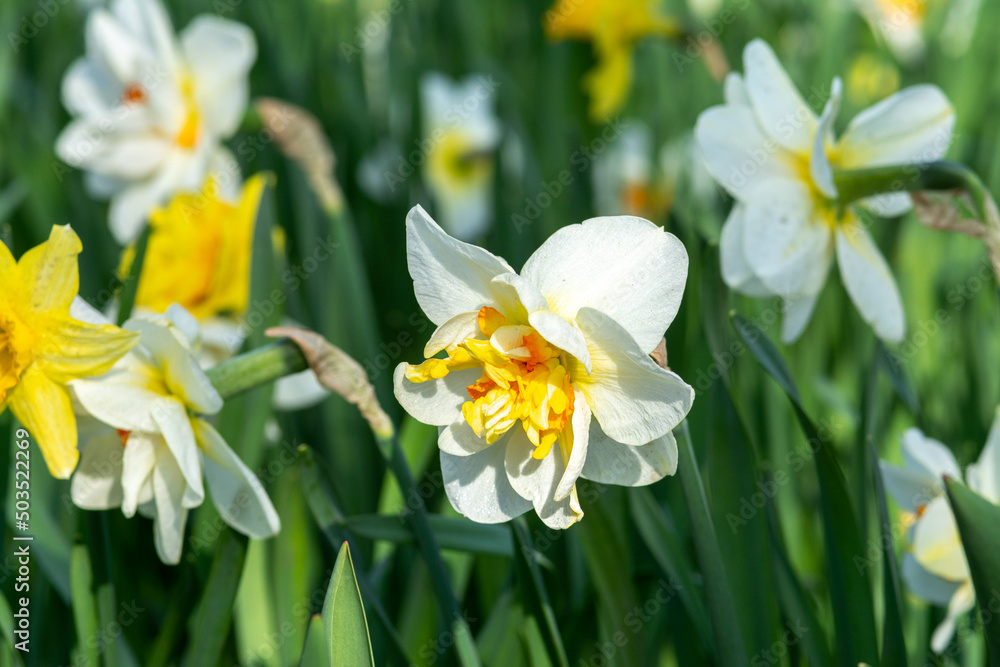 Beautiful white and yellow blooming narcissus in the park on a flower bed close-up Beautiful white and yellow blooming narcissus in the park on a flower bed close-up