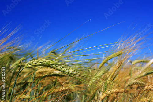 Blue sky over yellow ears of wheat
