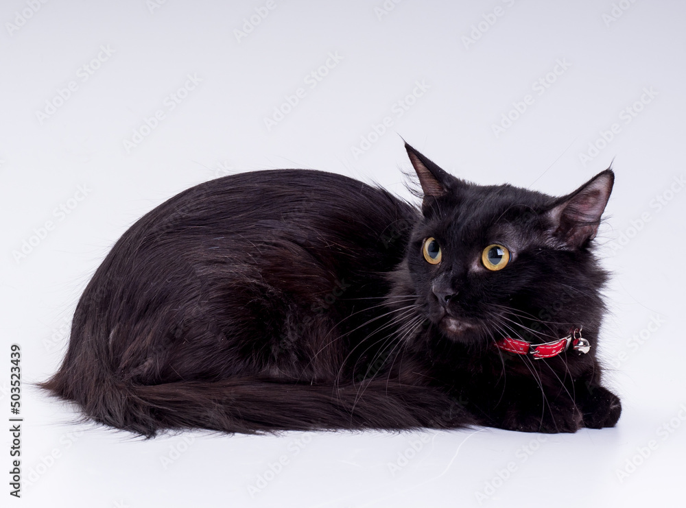 black munchkin cat