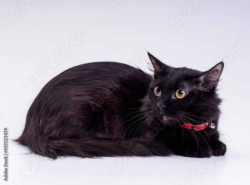 Fotografie A black short legged fluffy munchkin cat in a red collar lies in the studio look