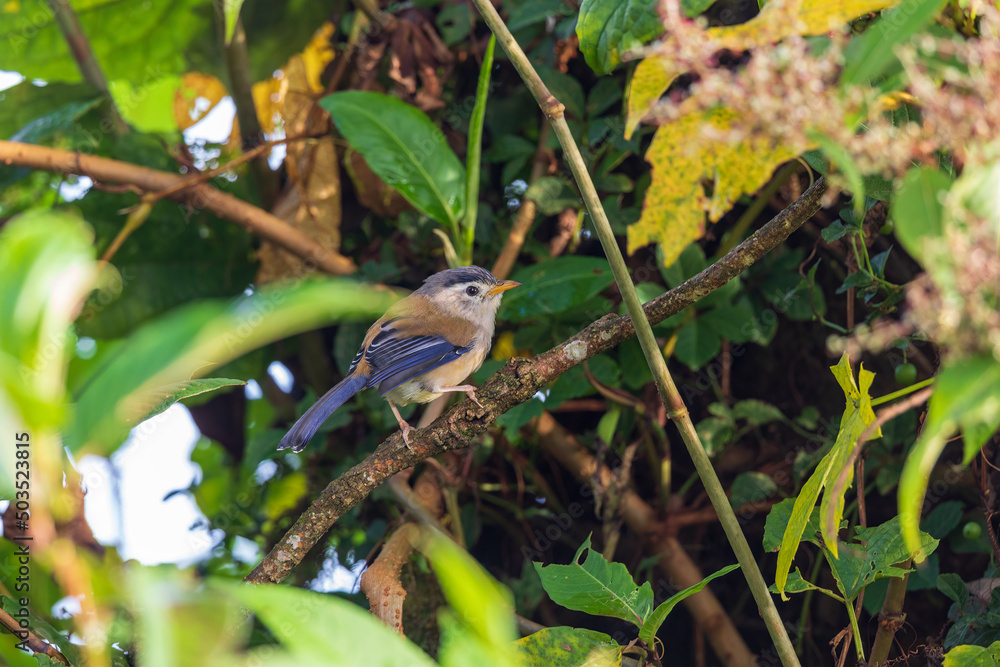 Blue-winged minla (Actinodura cyanouroptera), also known as the blue-winged siva Blue-winged minla (Actinodura cyanouroptera), also known as the blue-winged siva