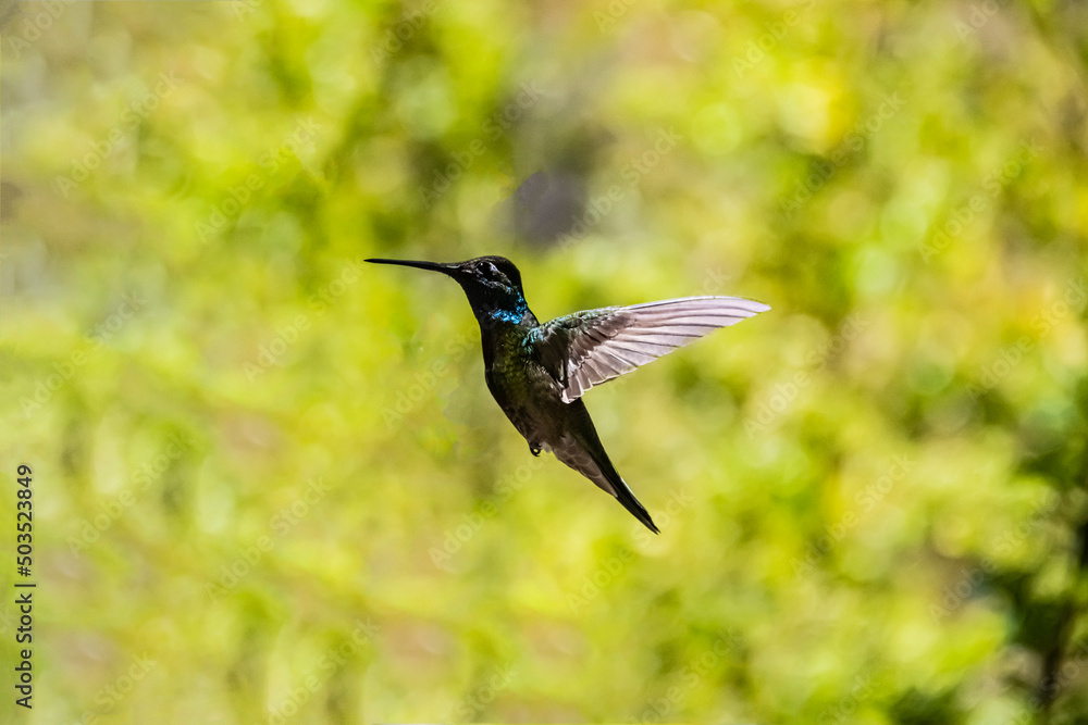 Fototapeta premium Rivoli's Hummingbird (Eugenes fulgens) in Flight