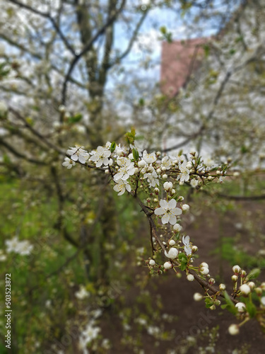 Title: Cherry blossom in the spring. White cherry petals in green background. Dew drops on petals.