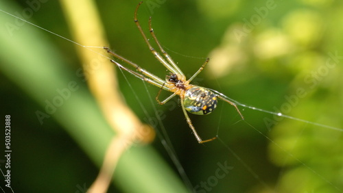 Orchard spider in a web in a field in Cotacachi, Ecuador