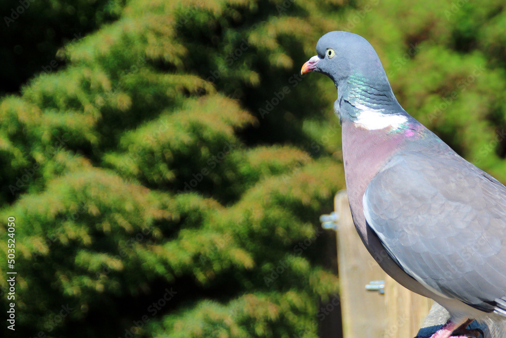 Fototapeta premium pigeon in the park