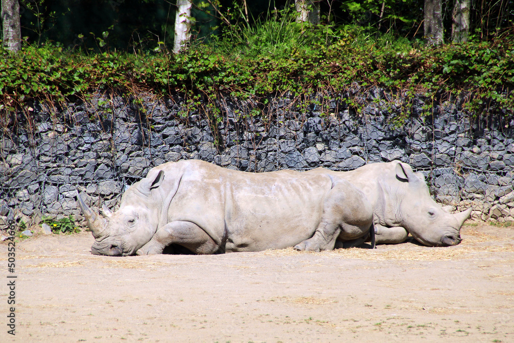 Obraz premium Rhinos in a zoo