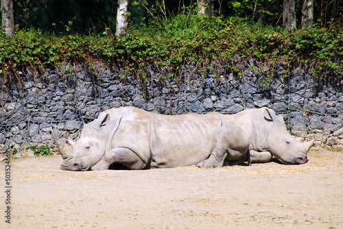 Rhinos in a zoo