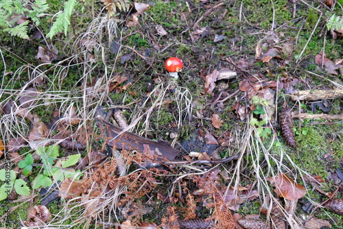 FU 2020-10-17 Gerolstein 86 Im Moos wächst ein Fliegenpilz