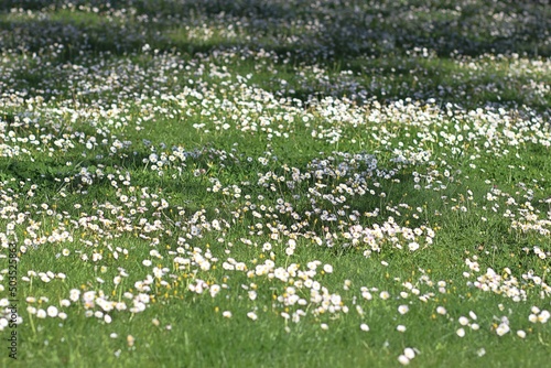 Zielona łąka pełna białych stokrotek
