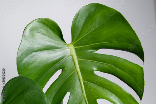 Monstera Deliciosa leaf close up with isolated white background. Juvenile plant. Monstera Borsigiana