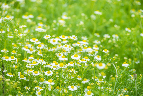 春に咲くカモミールの花