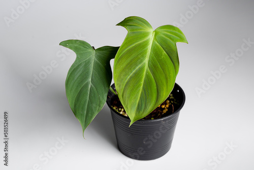Philodendron Camposportoanum plant with black plastic pot on isolated white background. .