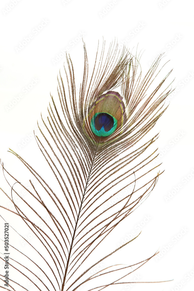 Fototapeta premium Plume de paon