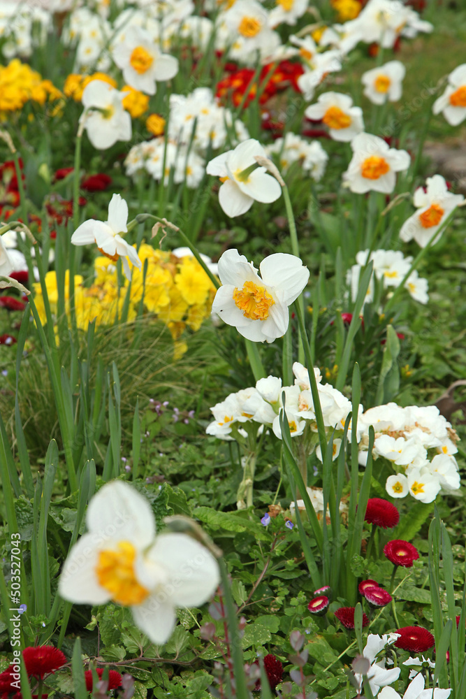 Fototapeta premium Tulipes jaune saumon et narcisse blancs dans un massif 