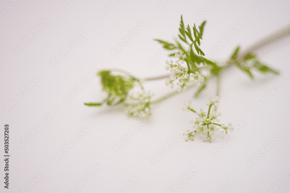 Spring background with white little pollen flowers Spring background with white little pollen flowers